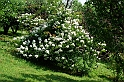 Fiori, Piante, natura_31